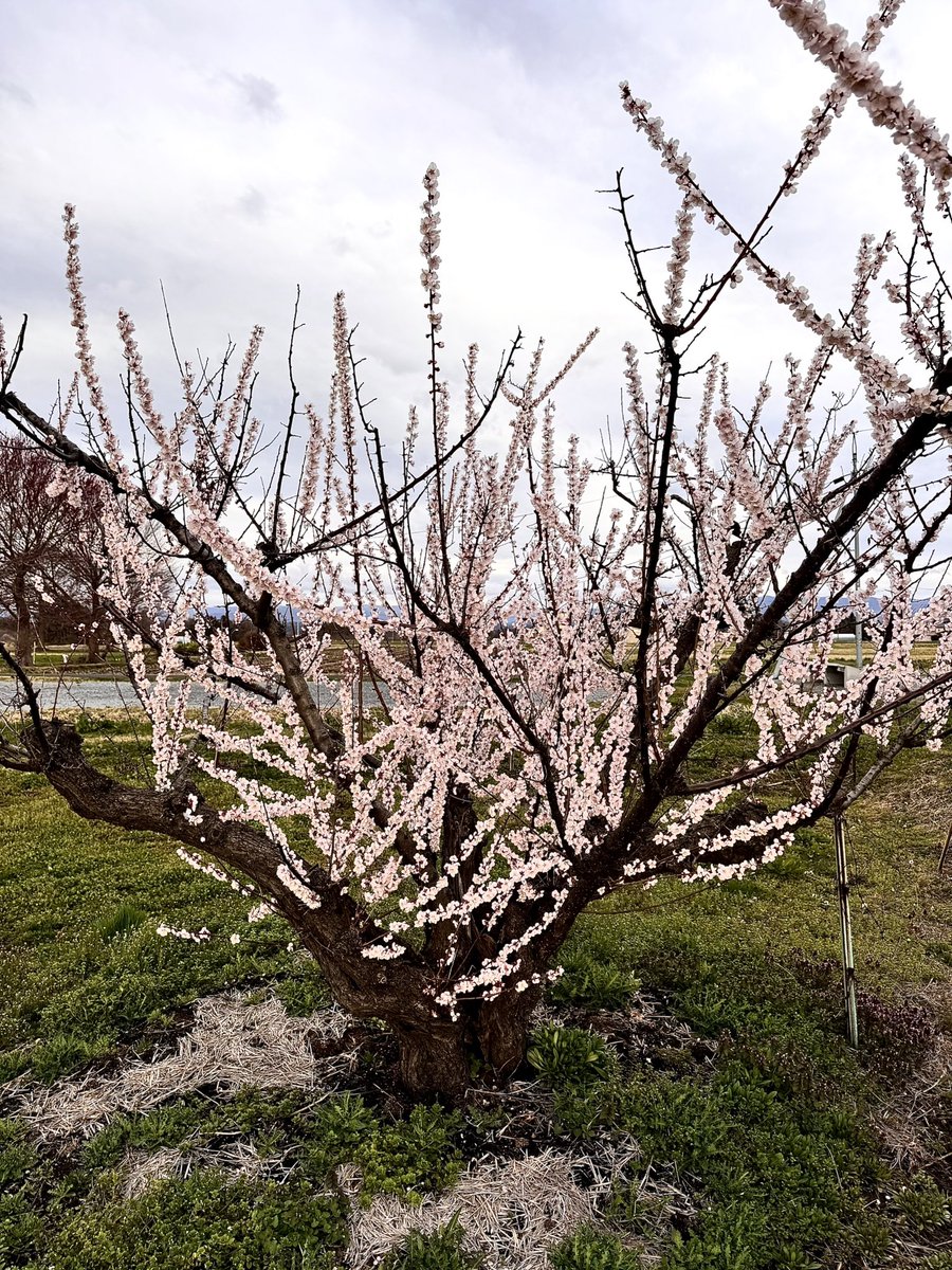 佐々木小次郎 tweet media