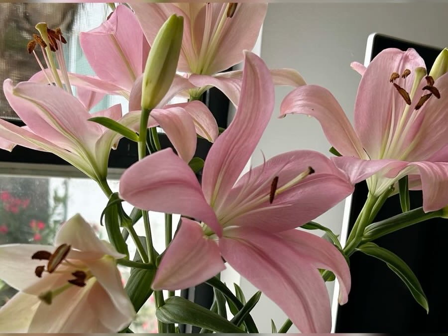 bloomifyyy's tweet photo. https://t.co/isioG8NZot