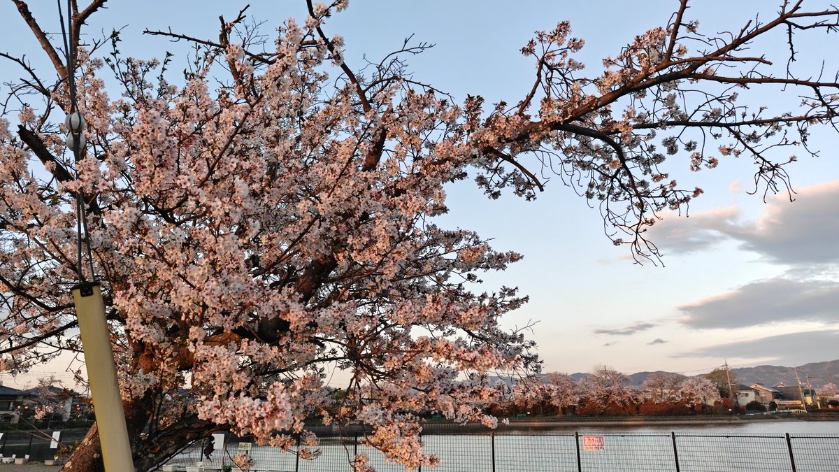 tk3298's tweet photo. 徒歩0分で見れる景色
#桜 https://t.co/3jH7CsAqFu