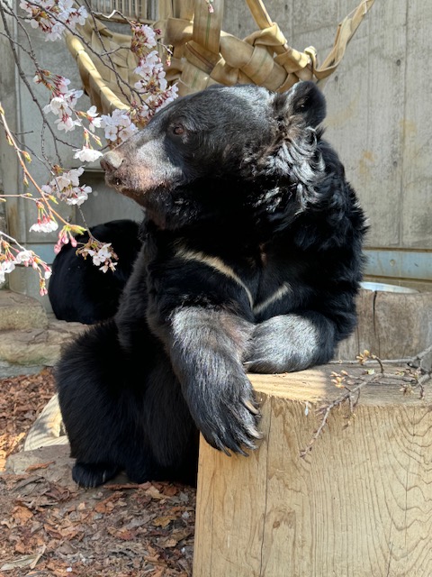 ミヤとテツに桜をプレゼント🌸 2人とも桜の花が大好き💓 春の動物園