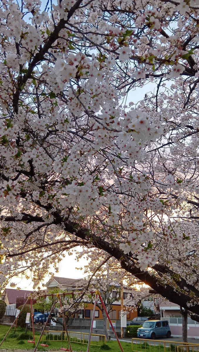 雨後の地元大阪堺の🌸です こちらはまだまだ元気で居てくれてはります😆 (木によりますが😢) 本日もありがとうございました🙏 ごゆっくりおやすみ ...