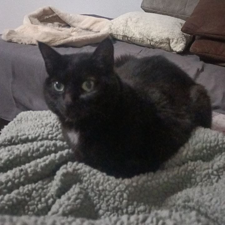 COGO 🇵🇸 tweet media