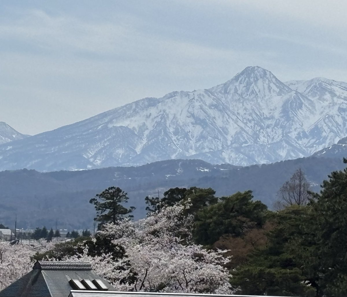 こんばんは😃🐈

昨日ですが、跳ね馬が見えましたよ😊❣️

＃妙高山🏔️
＃跳ね馬🎠
＃観桜会🌸
＃高田城址公園💕