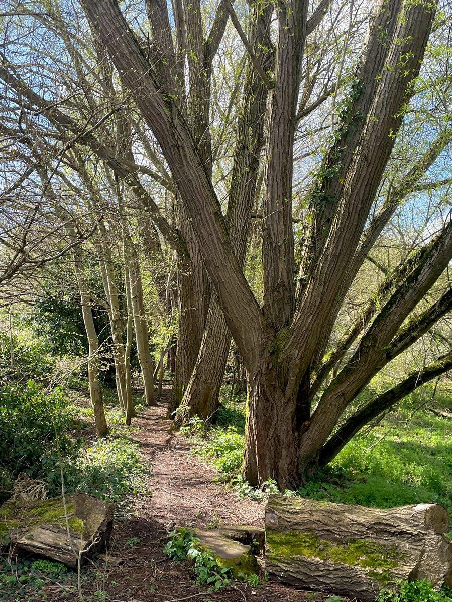 shypixie76's tweet image. Good morning! ☕️ 
Into the woods we go… 
Happy Tuesday everyone! 🌲🪵🍀 
#Trees #TreeClub 
#ThickTrunkTuesday 
#WoodlandPhotography