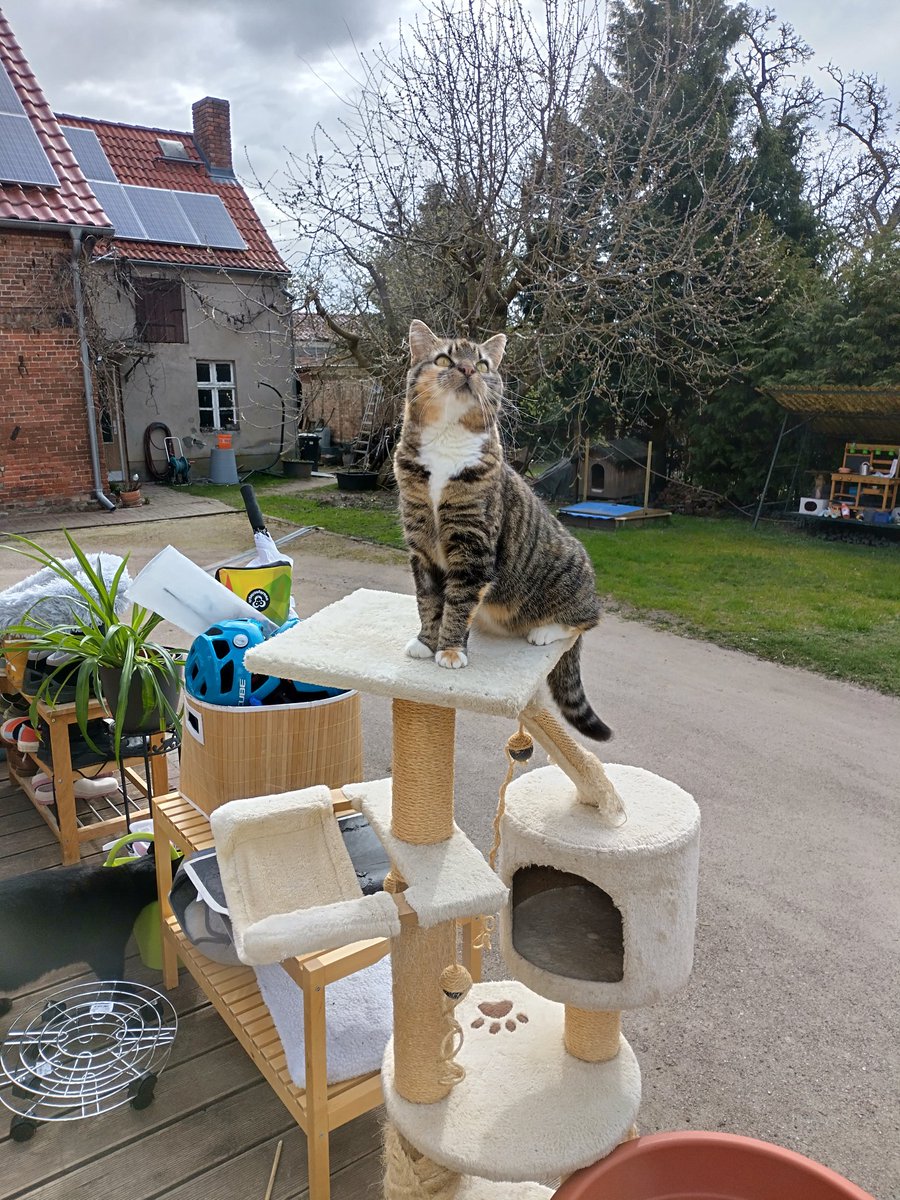 Hirsekringelmonster tweet media