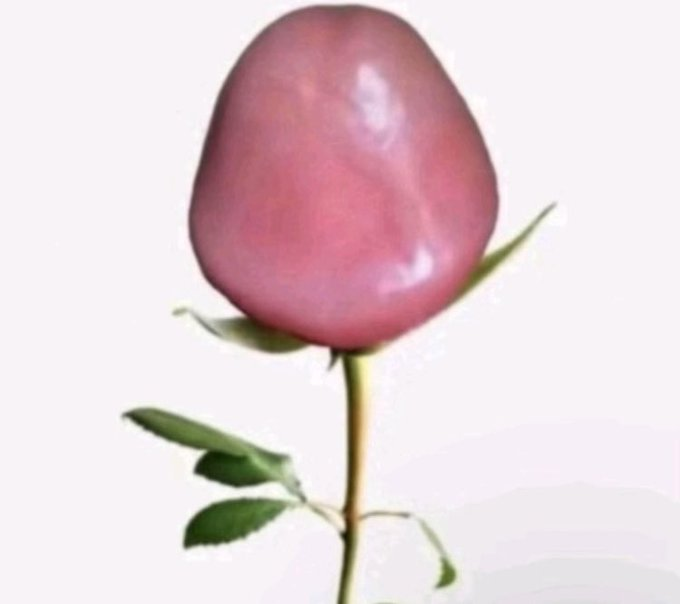 Kaibasystem tweet media