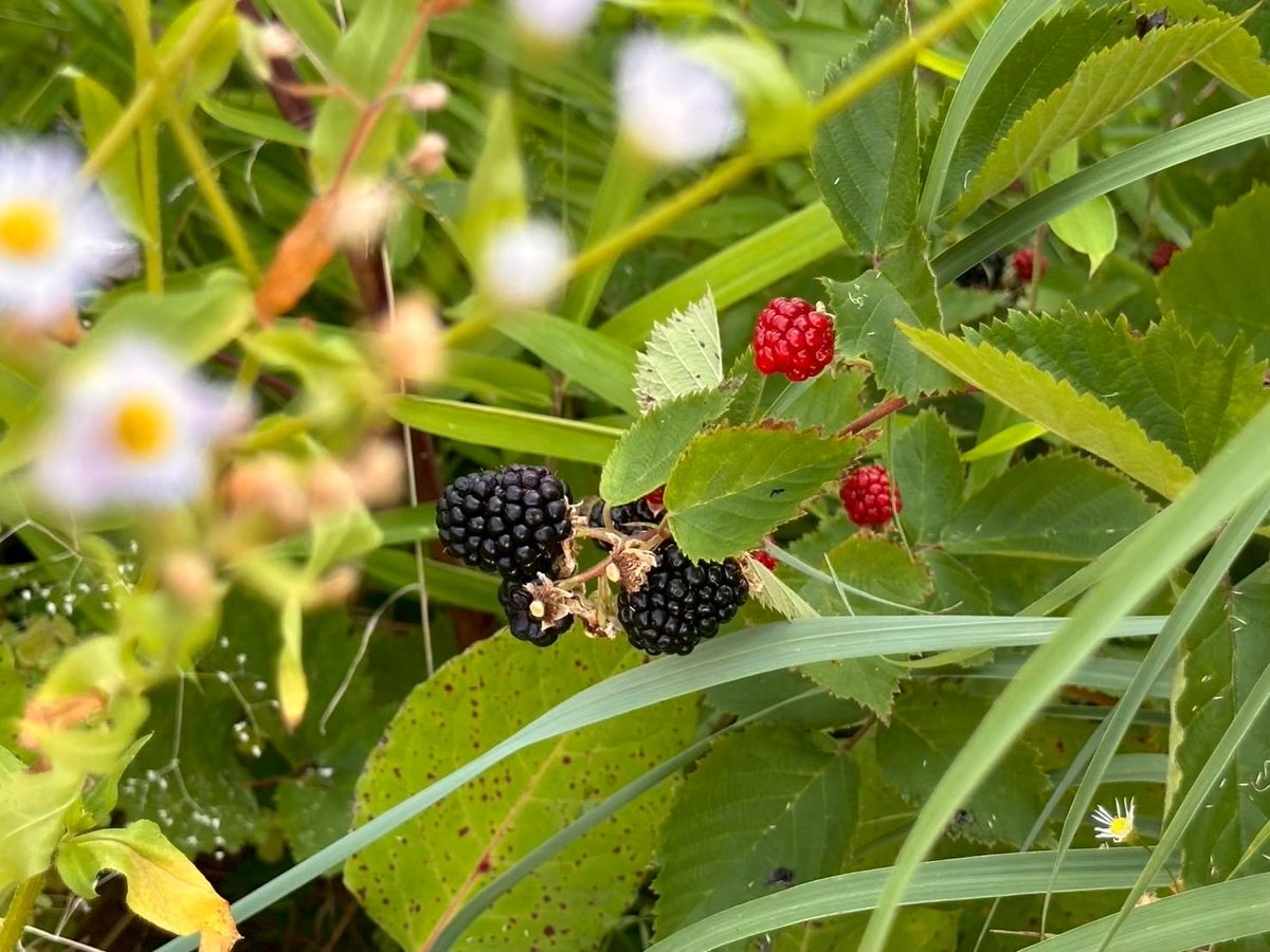 hamainovala's tweet photo. NOVALAでは、大学の花壇で園芸をしています!
ヒヤシンスや芍薬、レモングラスやホワイトセージなど、ハーブや生薬として知られる植物も育てています。
また、今春から病院ロータリーの花壇でお手伝いもしています。
興味がある人は是非参加してみてください!
#NOVALA #春から浜医 https://t.co/57lTphyU3z
