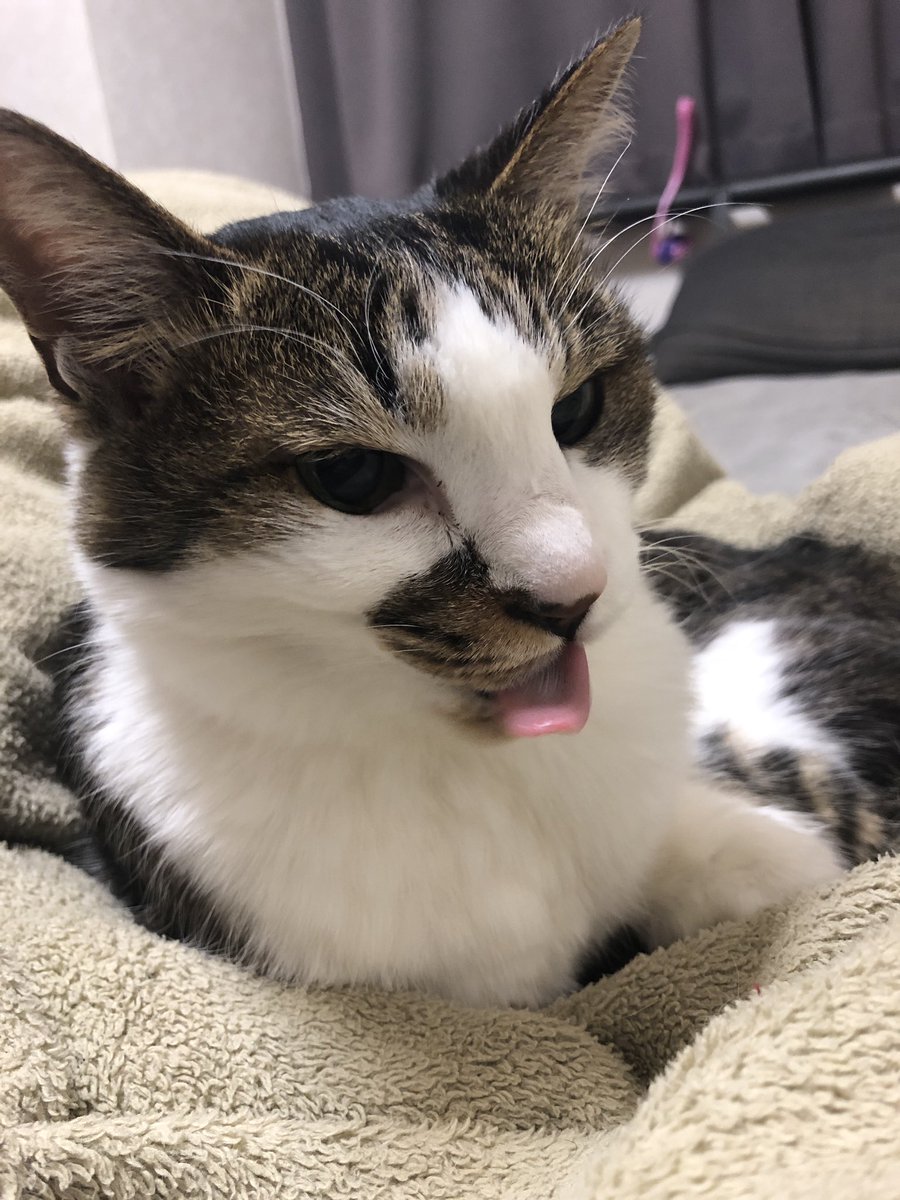 ふーさんやで。 tweet media