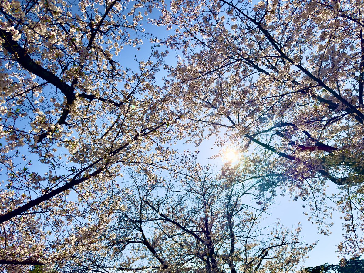 Lead0408's tweet photo. 今年も桜が綺麗でした！！
お花見行けて良かったー！

#桜 https://t.co/eocxcr6EFc