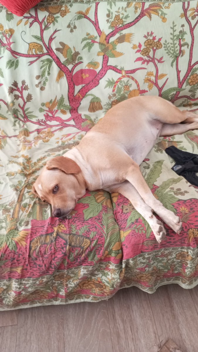 Antonio Sánchez tweet media