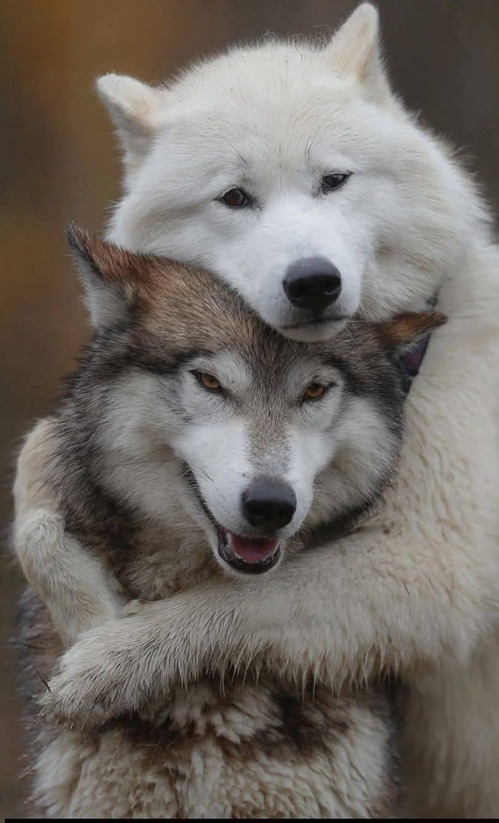 wolf_lovers tweet media