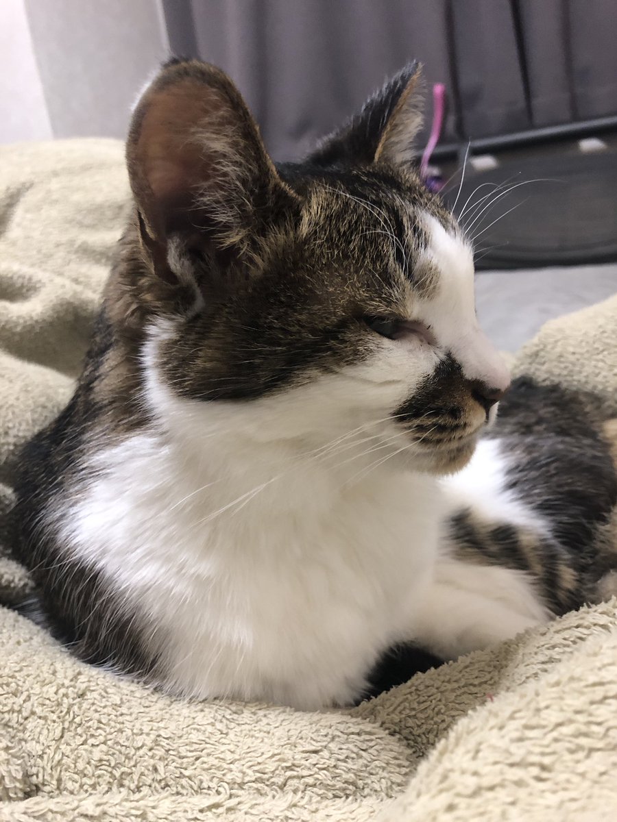 ふーさんやで。 tweet media