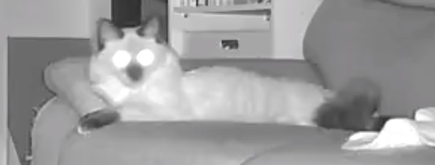 8daim_ko's tweet photo. 見守りカメラの動きに気付いたうちの猫

#猫のいる暮らし https://t.co/Y70s1QcnWO