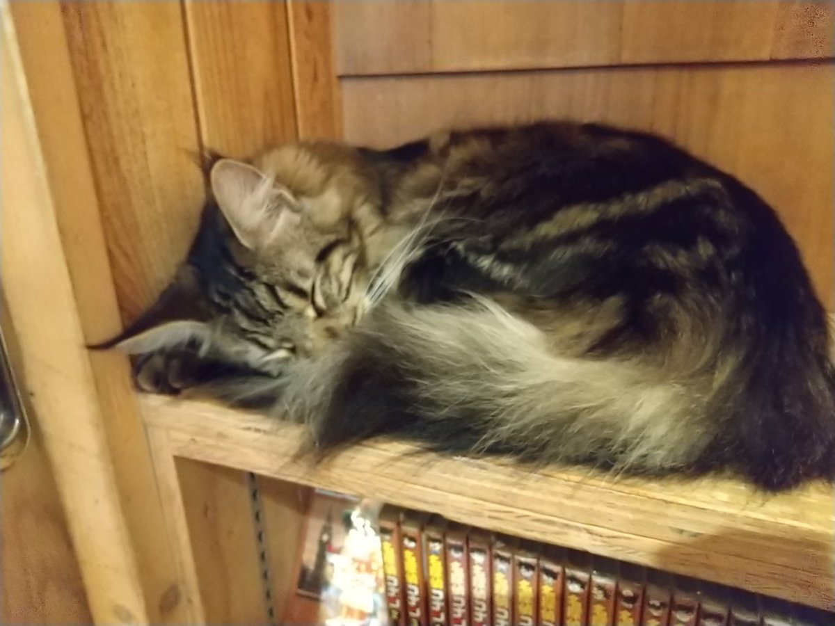 好奇なコウキ tweet media