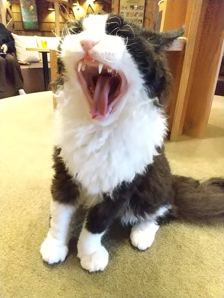 好奇なコウキ tweet media