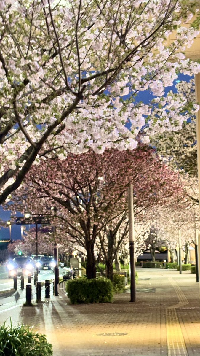 ササキオーモリ tweet media