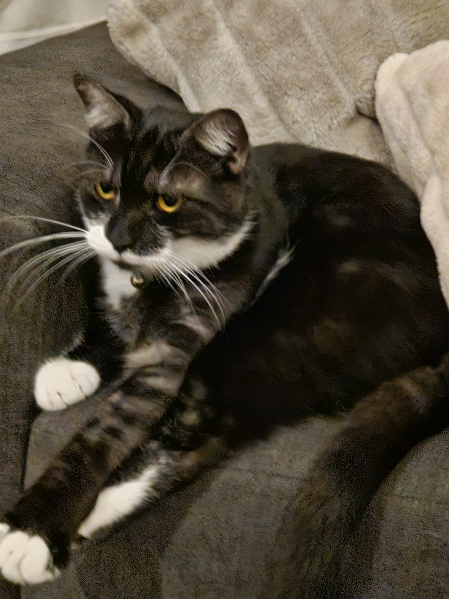 MrKoaToa's tweet photo. @natsuko_vtuber Cute cat. Here's a cat pic in return. https://t.co/mWQCaGLsPO