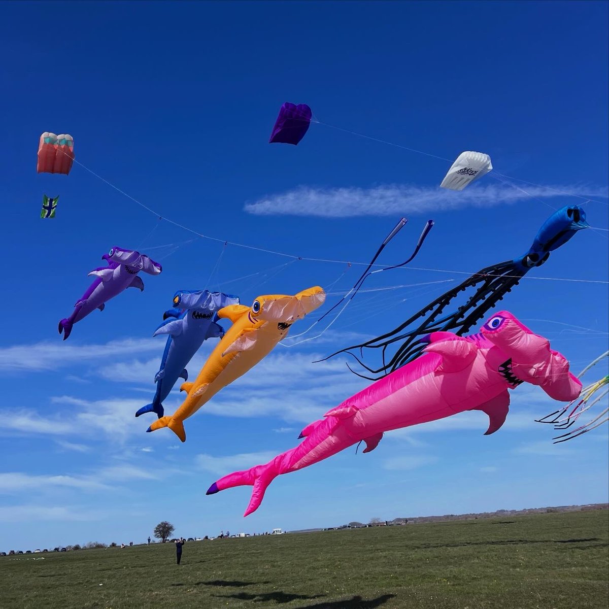plansKF's tweet photo. some kites over the weekend https://t.co/P0B9scVXpl