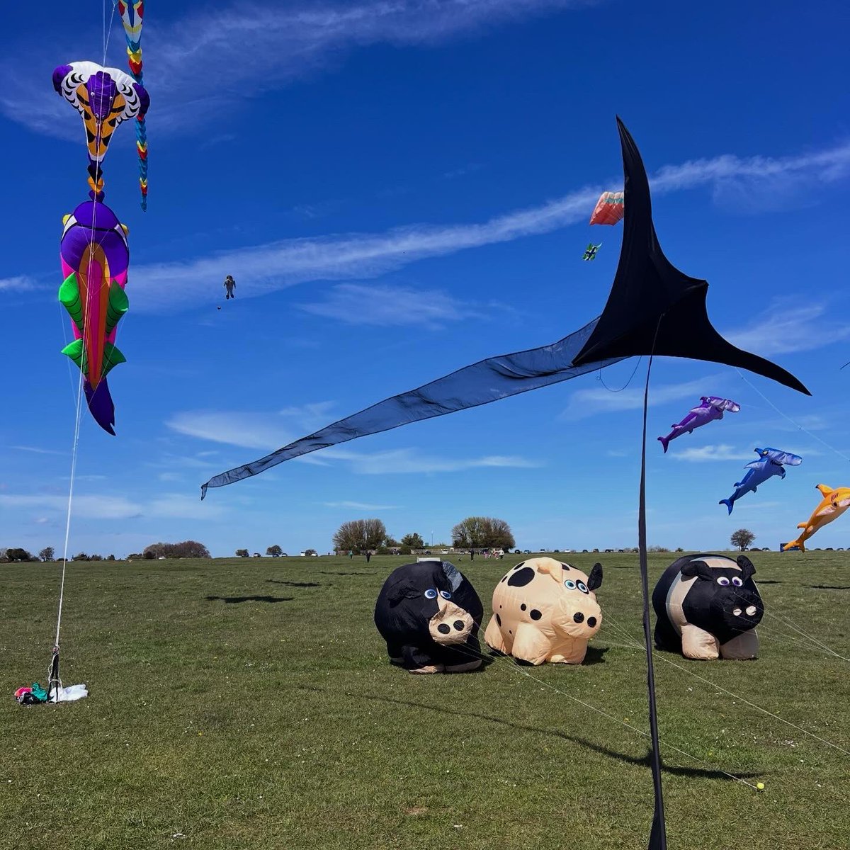 plansKF's tweet photo. some kites over the weekend https://t.co/P0B9scVXpl