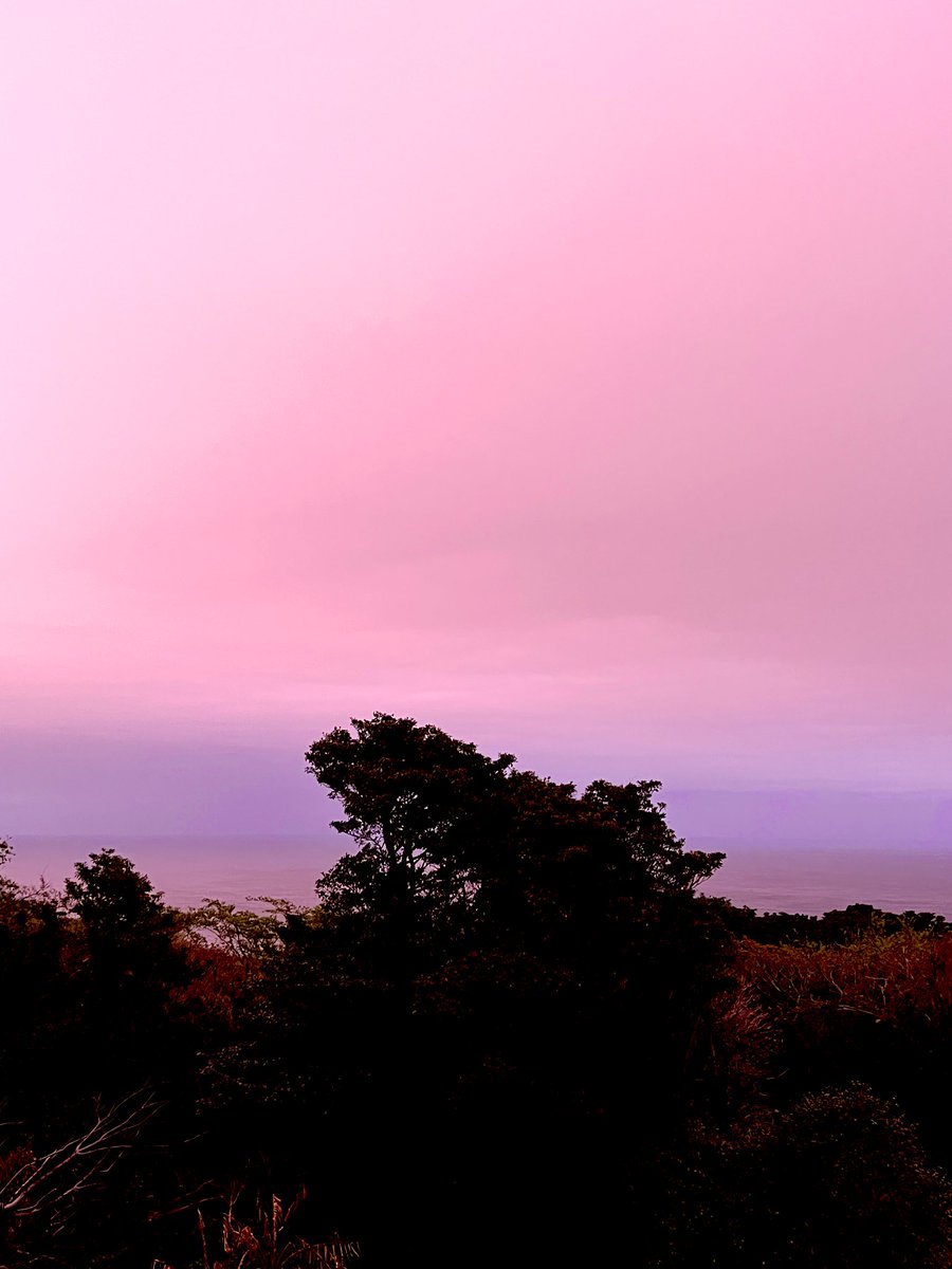 🌸同感🌸 tweet media