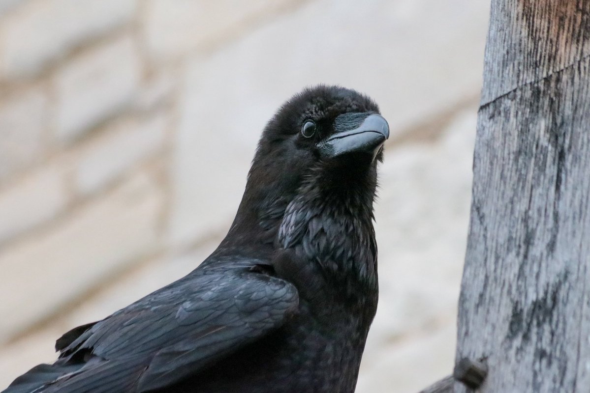 Crow Monthly tweet media