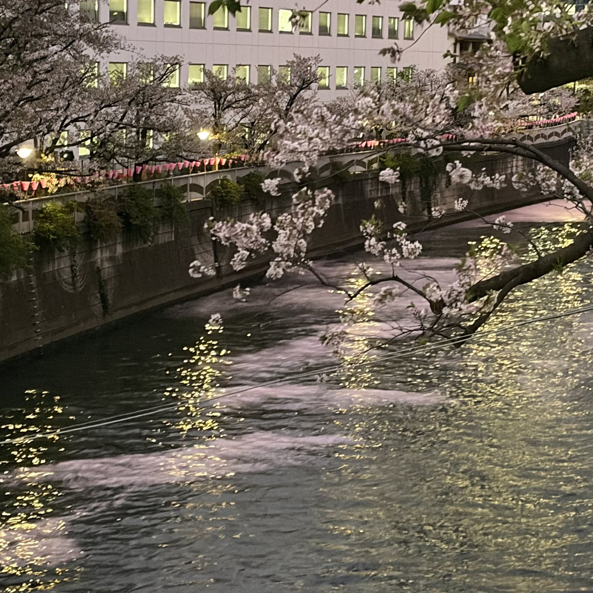 かのえ@月の魚 tweet media