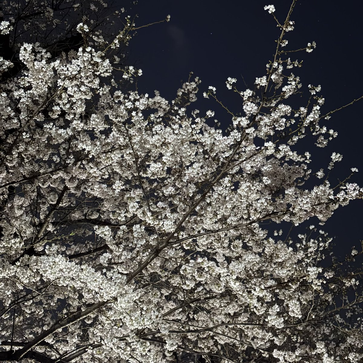 かのえ@月の魚 tweet media