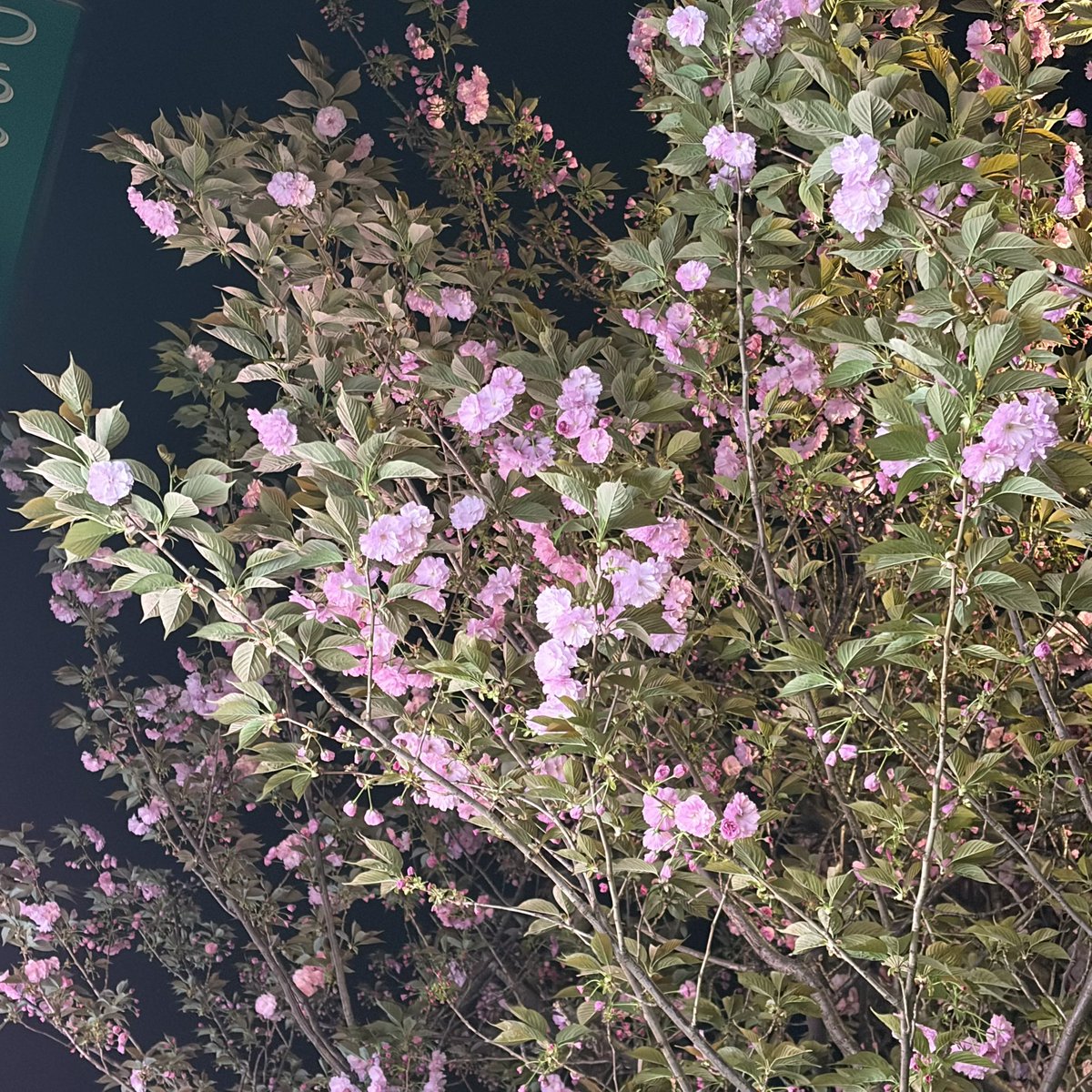 かのえ@月の魚 tweet media