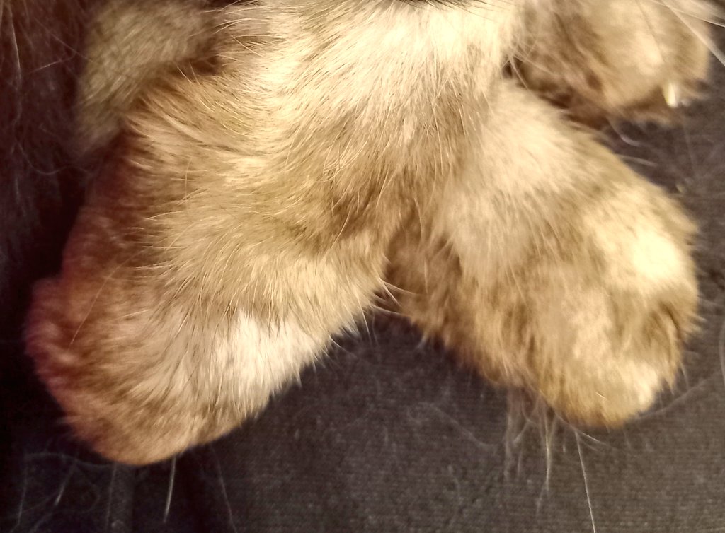 Hoomum to🌈Harry the Hazcat🌈 tweet media