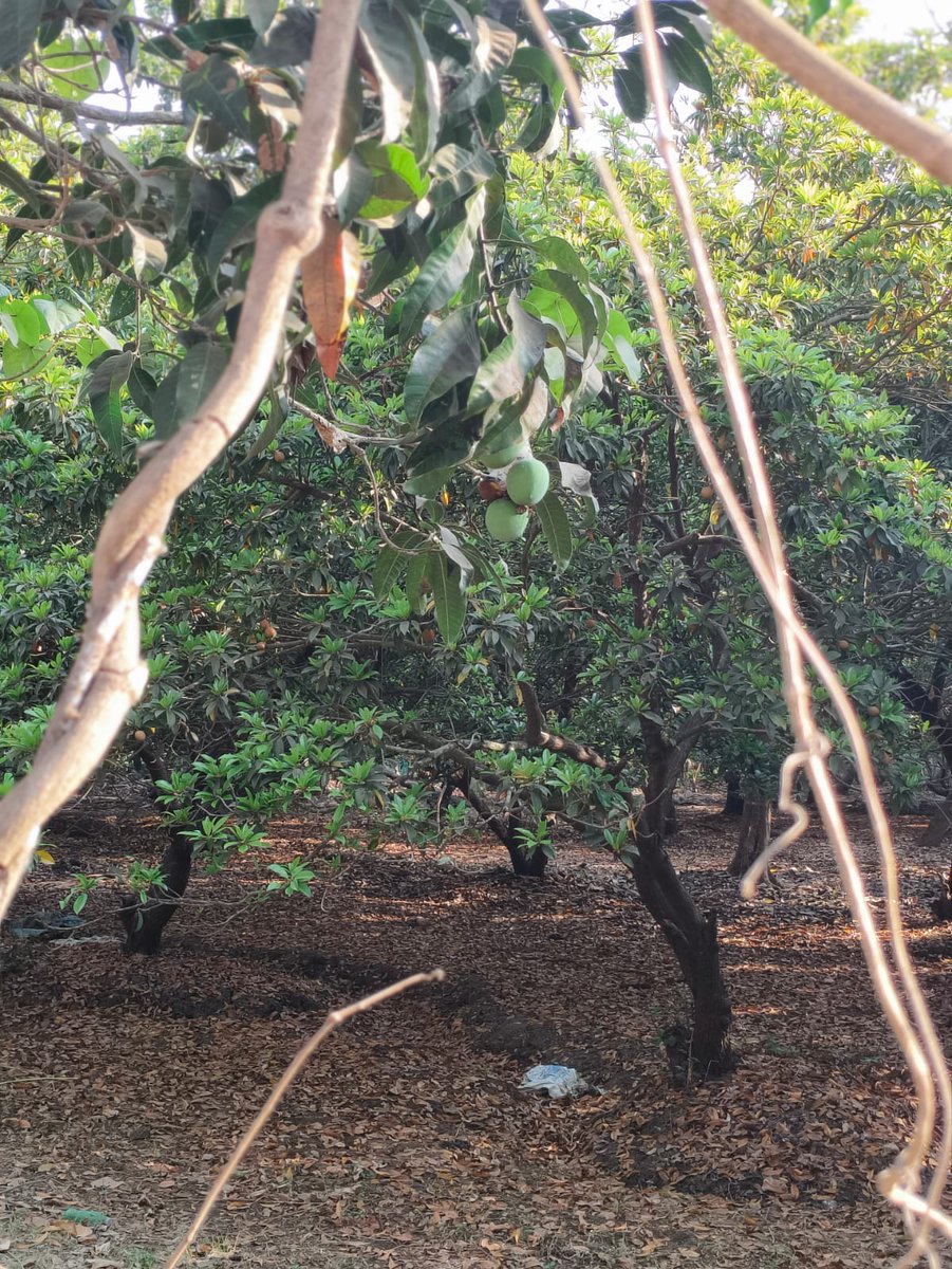 Hungry Spirits Bollywood tweet media