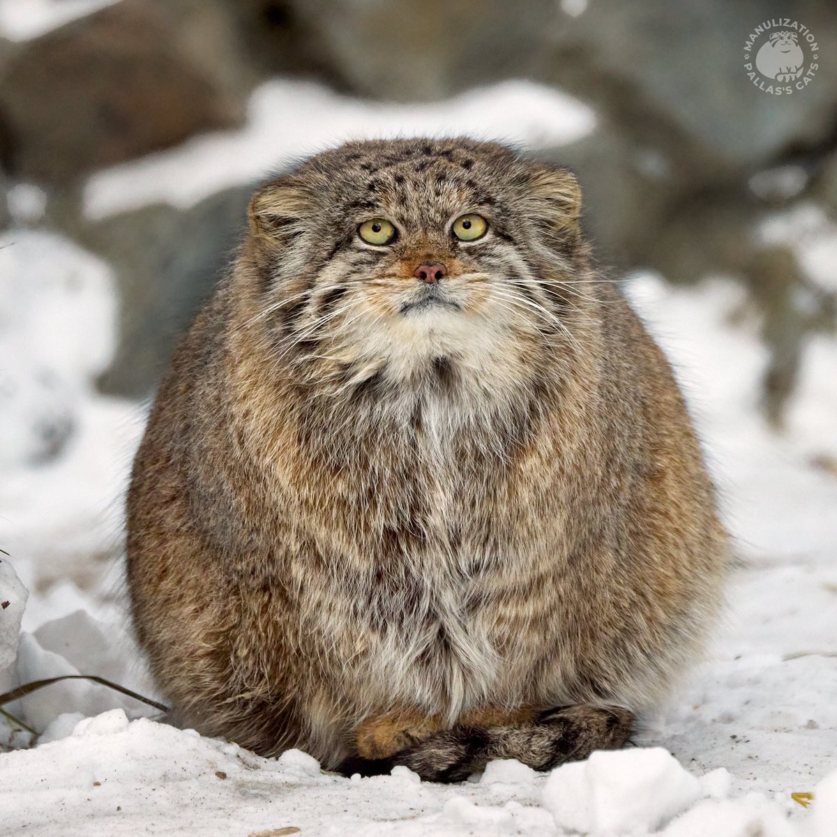 Roman Paulov tweet media