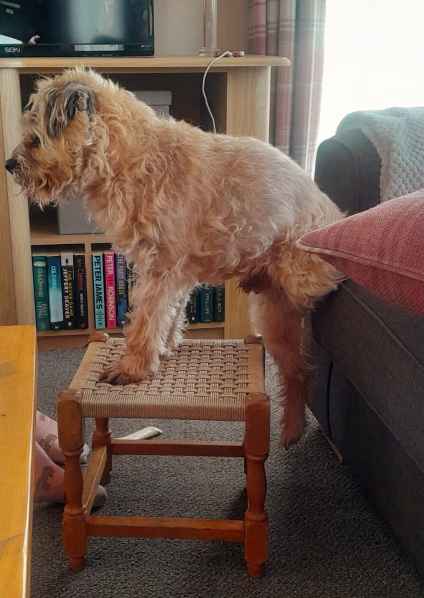 marley_archie's tweet image. Less photo taking and more helping please dad🤨 #stuck
#BTposse