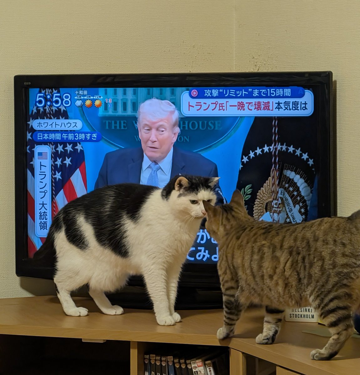 アヴェマナヴ tweet media