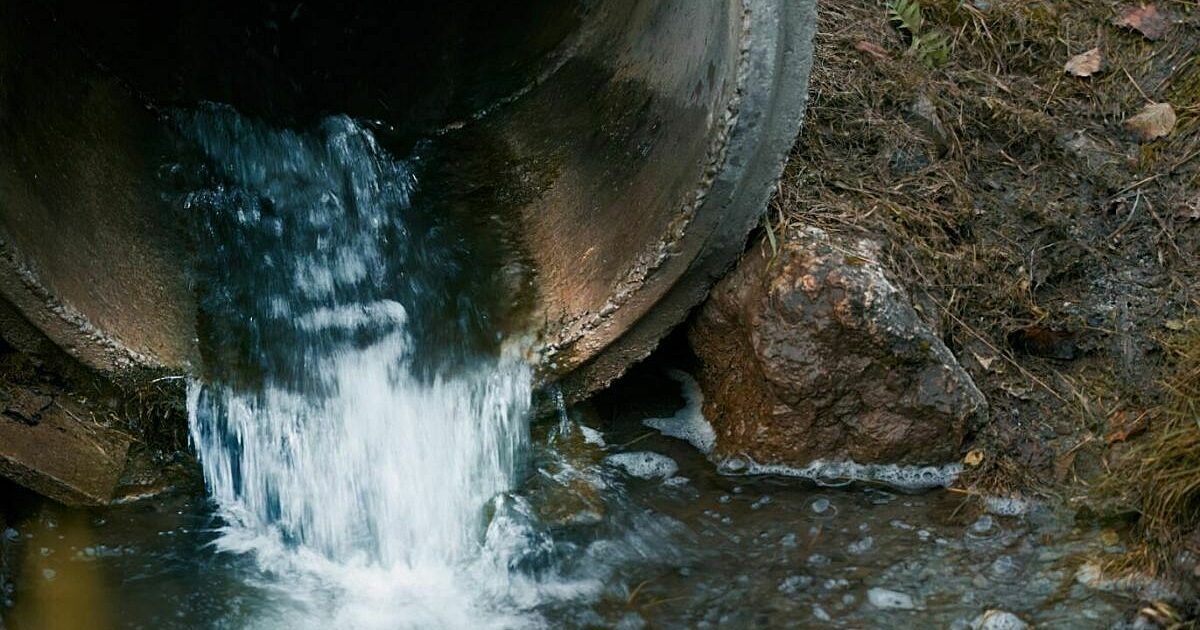 British Dragonfly Society tweet media
