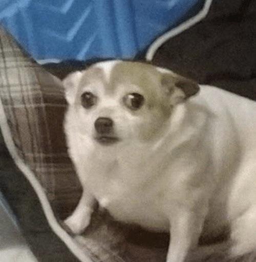 Руна 🌻 tweet media