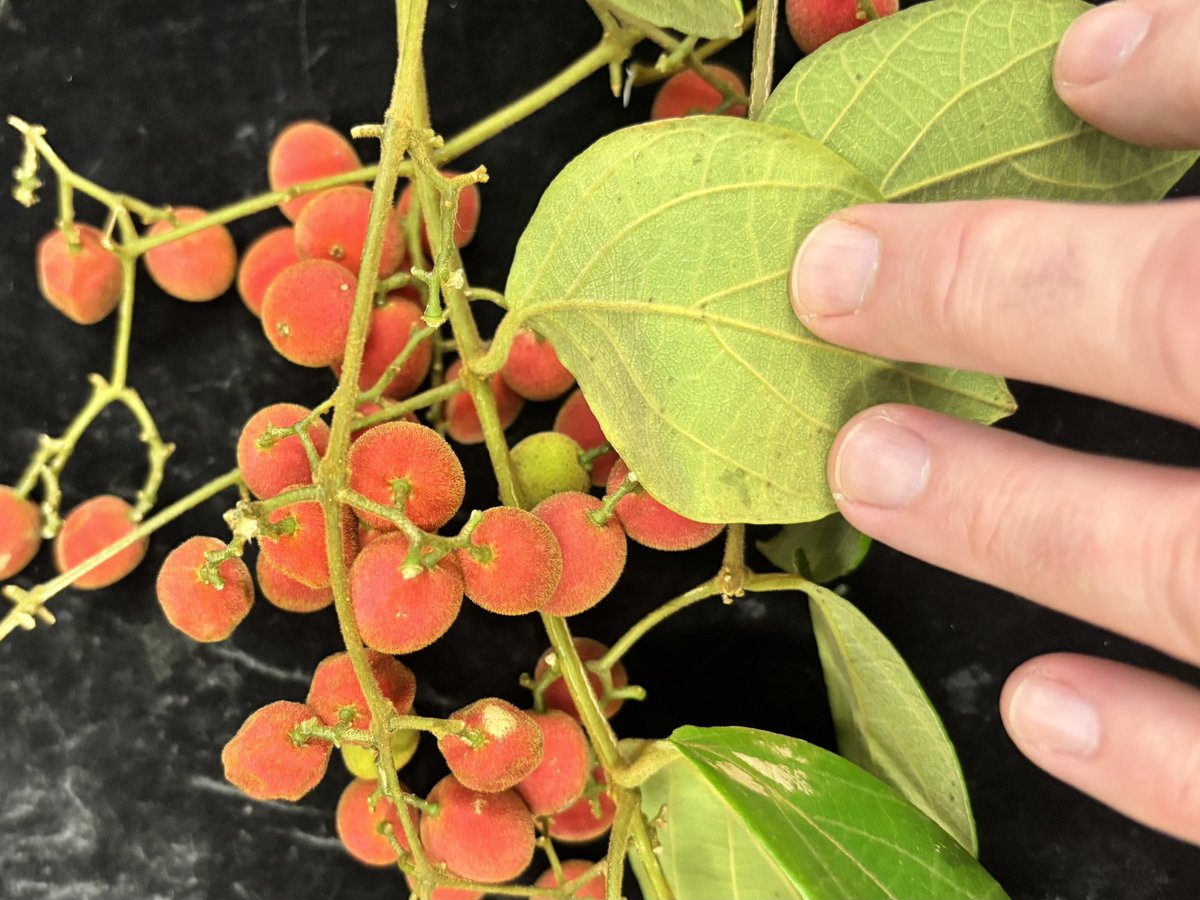 Dr Timothy Utteridge tweet media