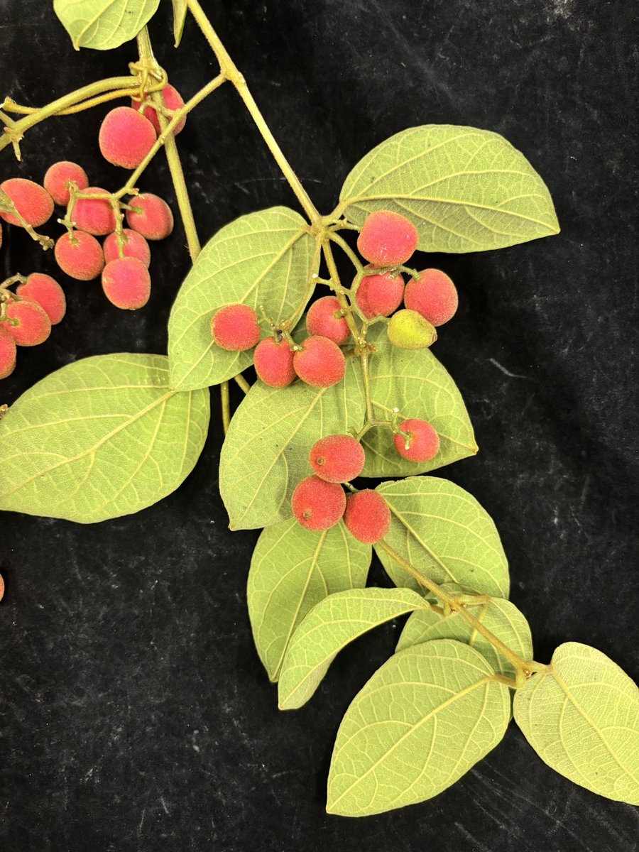 Dr Timothy Utteridge tweet media