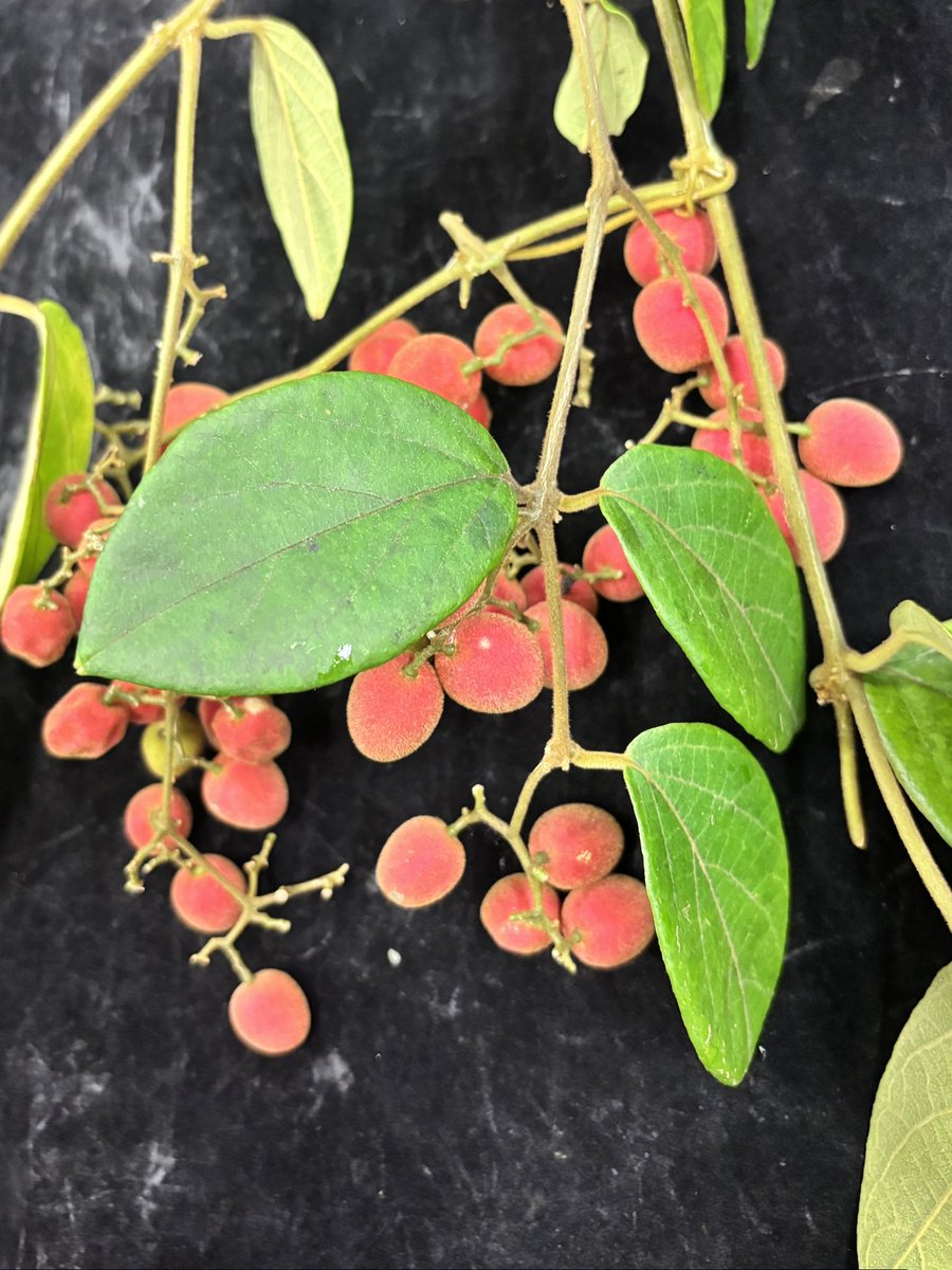 Dr Timothy Utteridge tweet media