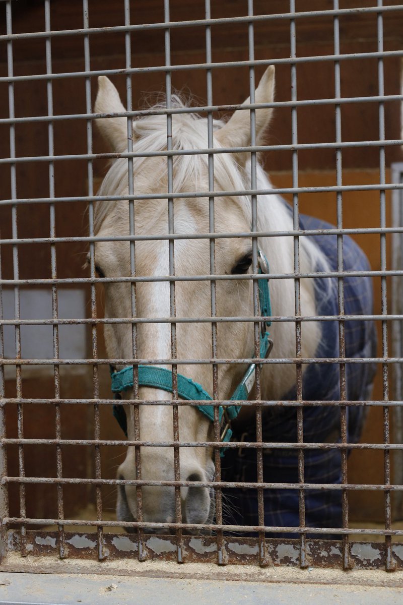 ushiropotun_223's tweet image. ノーザンホースパークのお馬さんたち②

#ノーザンホースパーク
#CanonEOSR