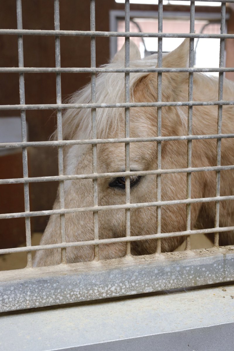 ushiropotun_223's tweet image. ノーザンホースパークのお馬さんたち②

#ノーザンホースパーク
#CanonEOSR