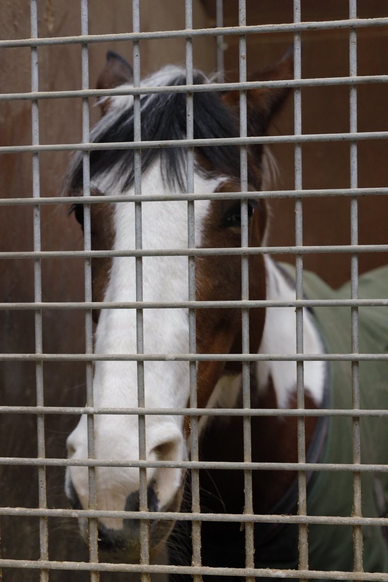 ushiropotun_223's tweet image. ノーザンホースパークのお馬さんたち②

#ノーザンホースパーク
#CanonEOSR