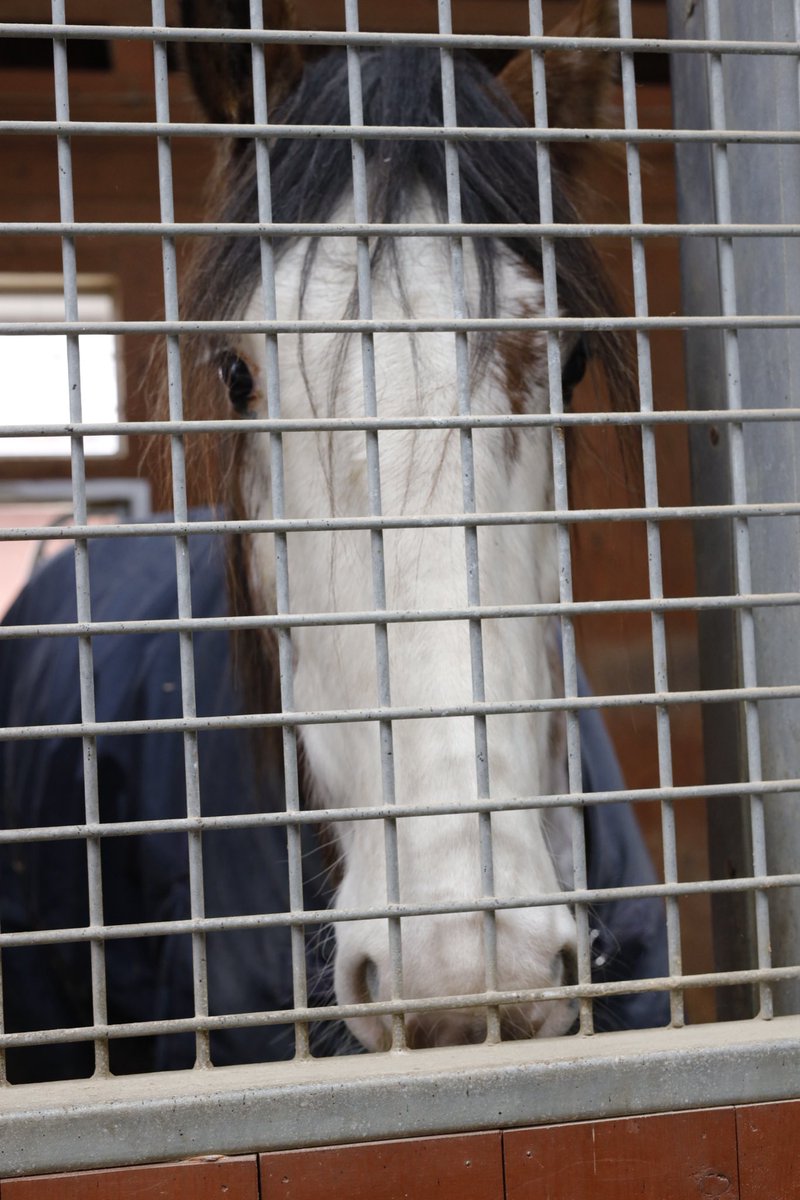 ushiropotun_223's tweet image. ノーザンホースパークのお馬さんたち②

#ノーザンホースパーク
#CanonEOSR