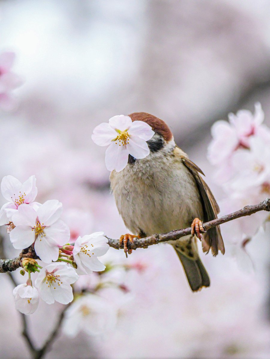 たーこいず☘️(•'ө'•)໒꒱ tweet media