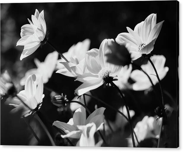 HurmerintaArt's tweet image. Goldilocks are wonderful flowers in the garden. This is a black and white photograph of the elegant flowers leaning towards the sun. #flowerphotography #monochrome #nature #summer

Available here: johanna-hurmerinta.pixels.com/featured/goldi…