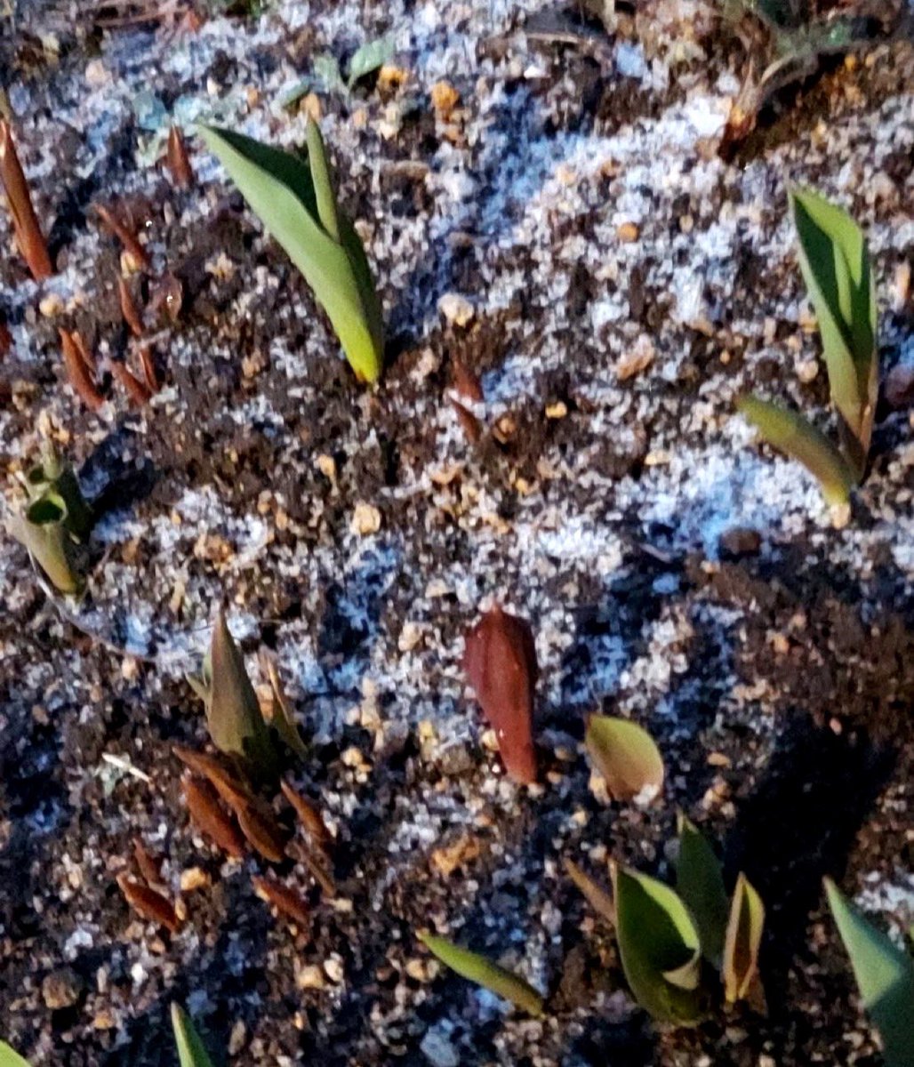 アラヤダ😖
今更雪だなんて
チューリップさんたち寒そうよ🌷🌷🌷💦💦

積もることはないと思うけど…
入学式に雪はあるあるなんです❄️