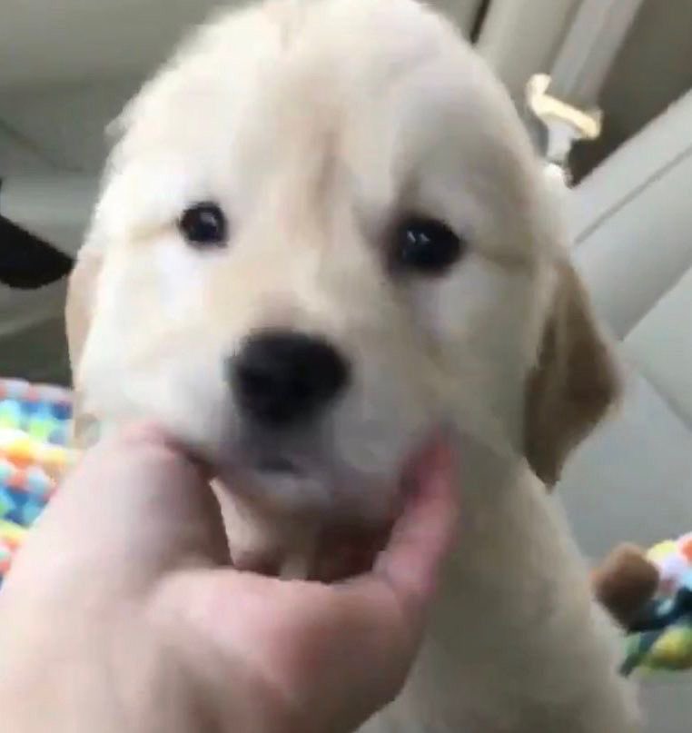 ชูชู ૮꒰ ᵕ ༝ ᵕ ꒱ა 𐙚 tweet media