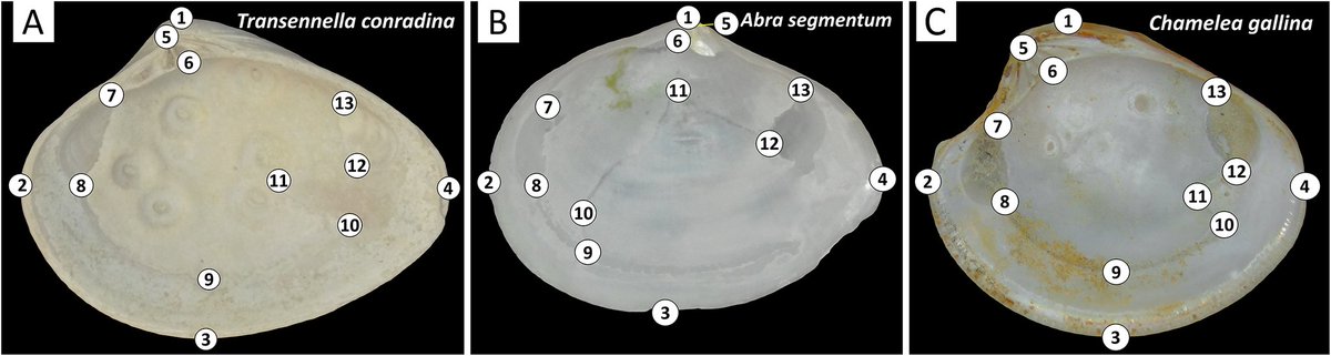 RobinNinon1's tweet photo. Implications of trematod (flatworms) parasitic infestation on bivalve shells🦠, traced in the fossil record of Florida 🇺🇸 (through observable pits and scars).
 
In Paleobiology👏

https://t.co/MjAkseZVjD https://t.co/cQfqRgKB5W