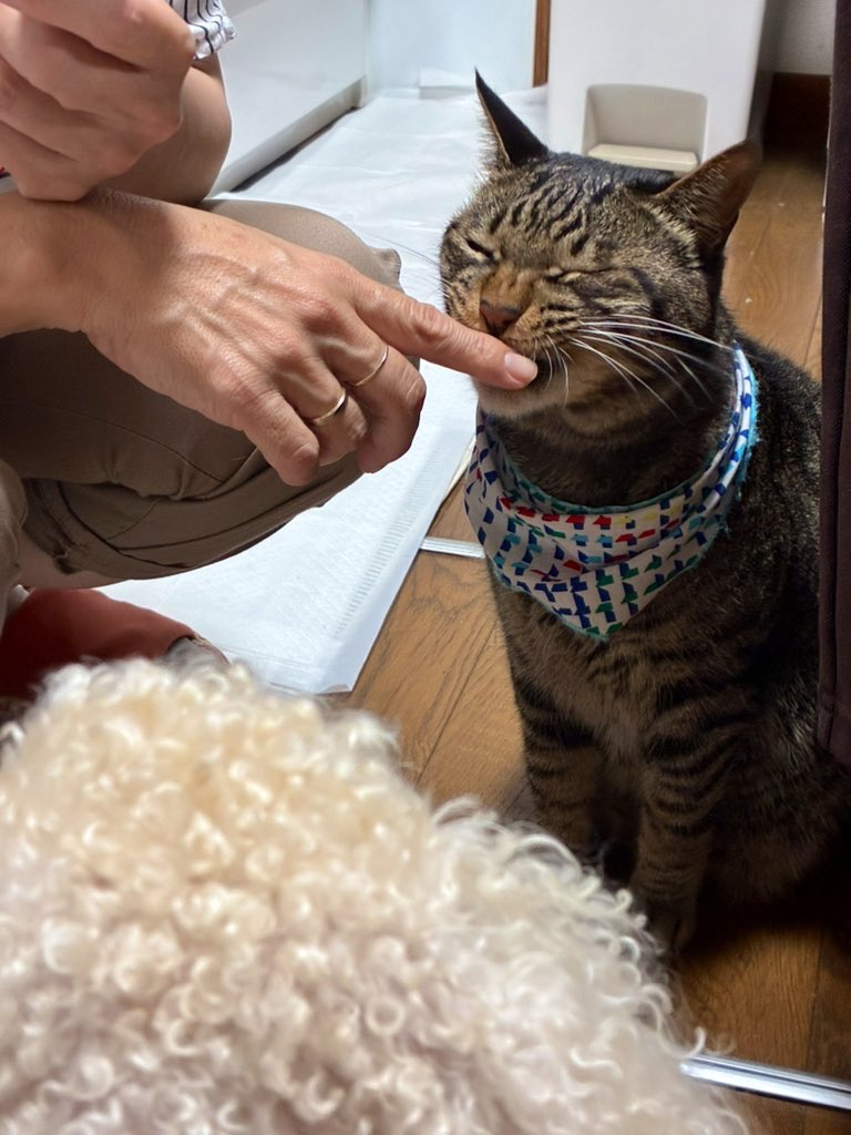 ハララカ tweet media