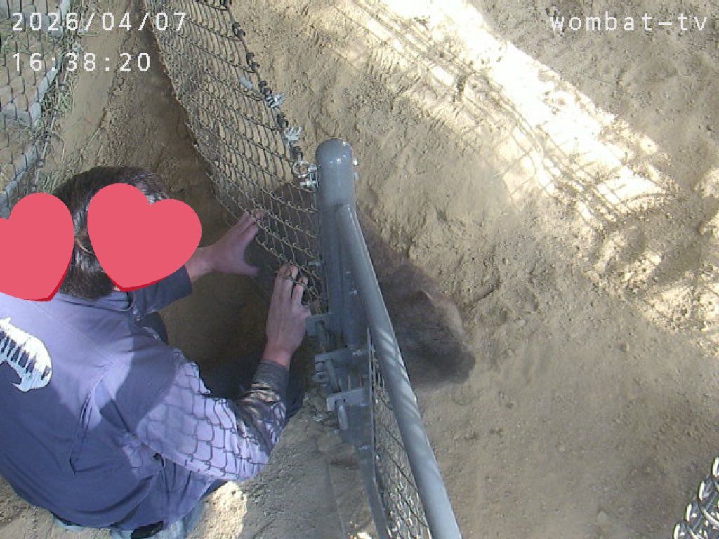 おとうふ tweet media