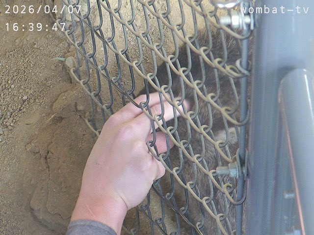 おとうふ tweet media